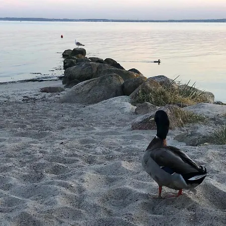 Ostseecamp Luebecker Bucht Seemoewe